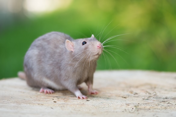 szczur szukający pożywienia